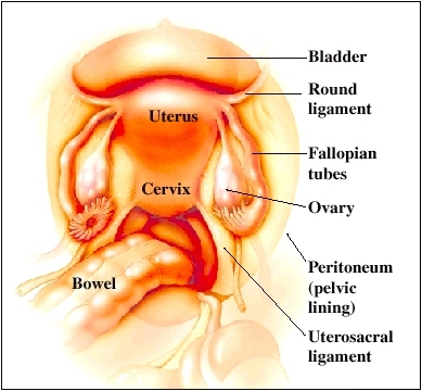 Cutaway view of abdomen