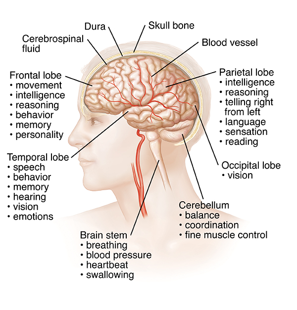 Side view of head and brain.